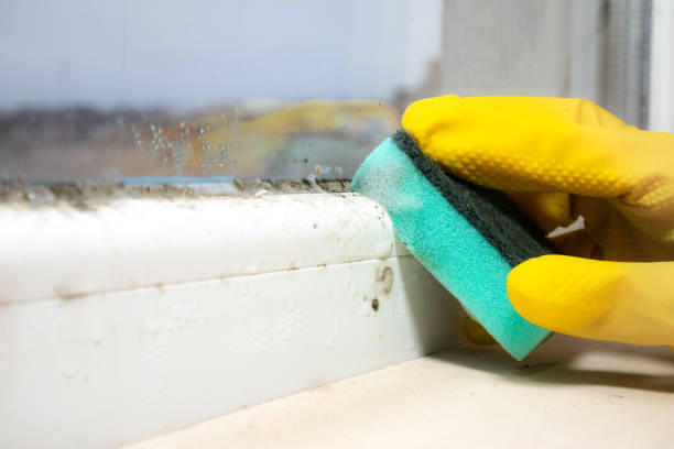 Best Attic Mold Remediation in Suwanee, GA